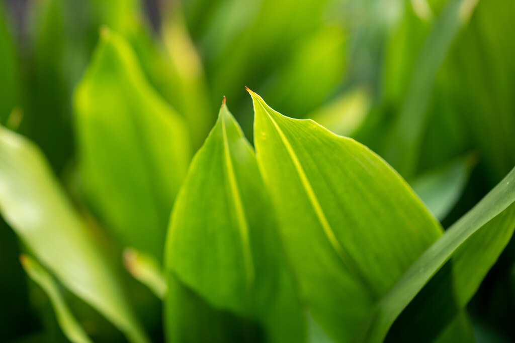 leaf