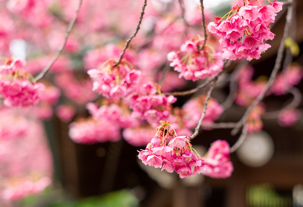 寒緋桜