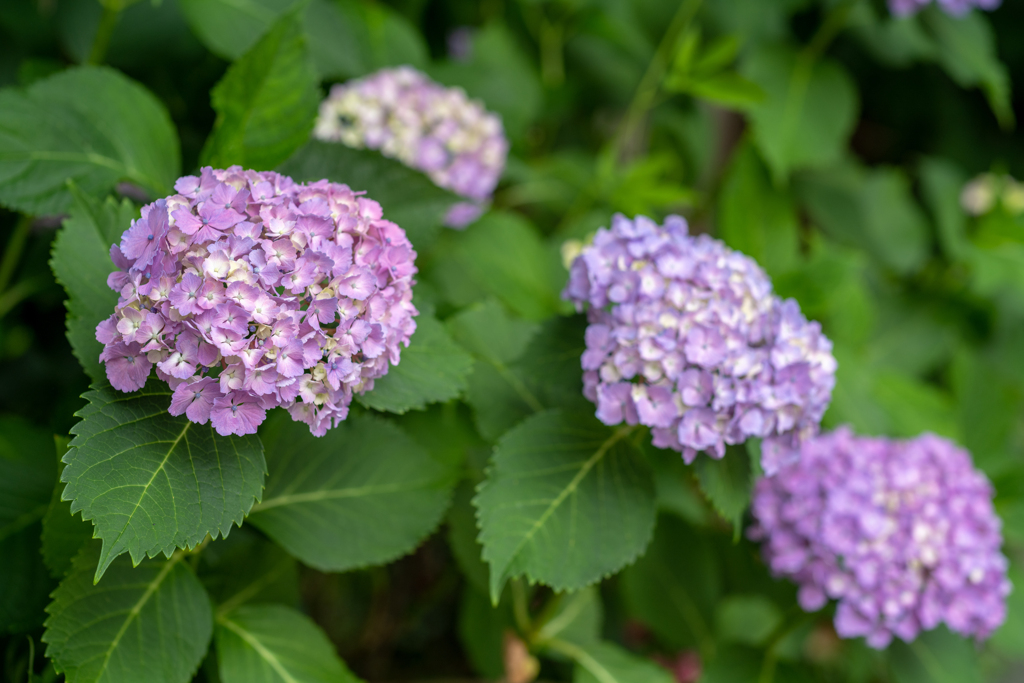 紫陽花