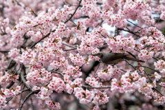 Cherry Blossoms