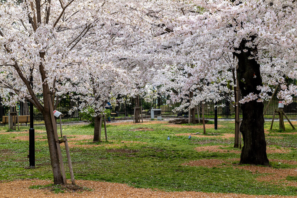 飛鳥山公園にて