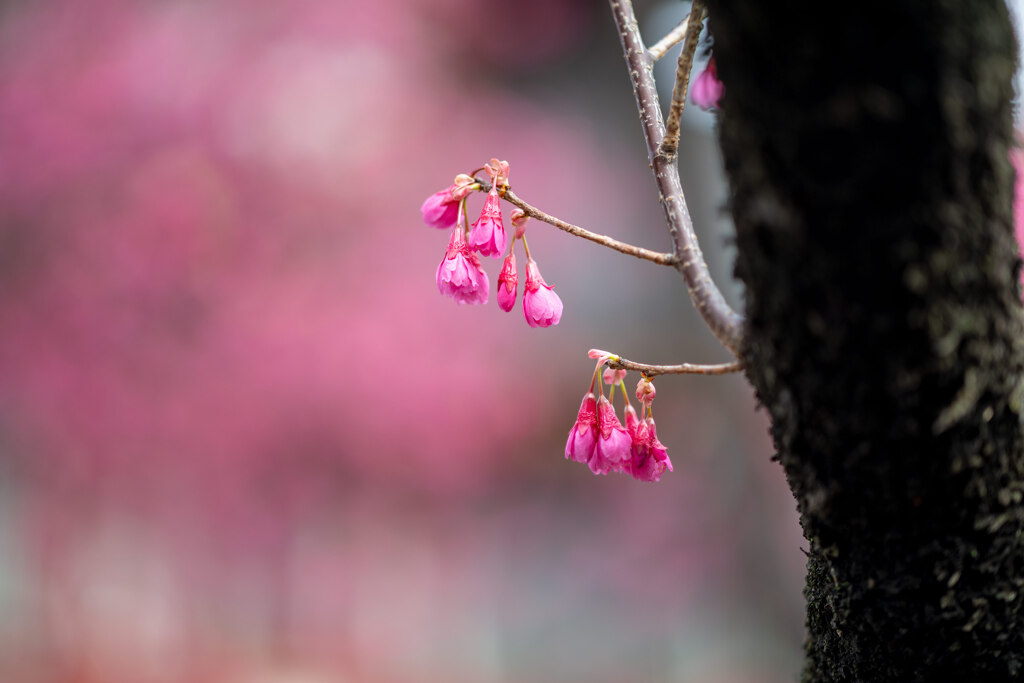 Cherry Blossoms