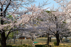 浅草にて