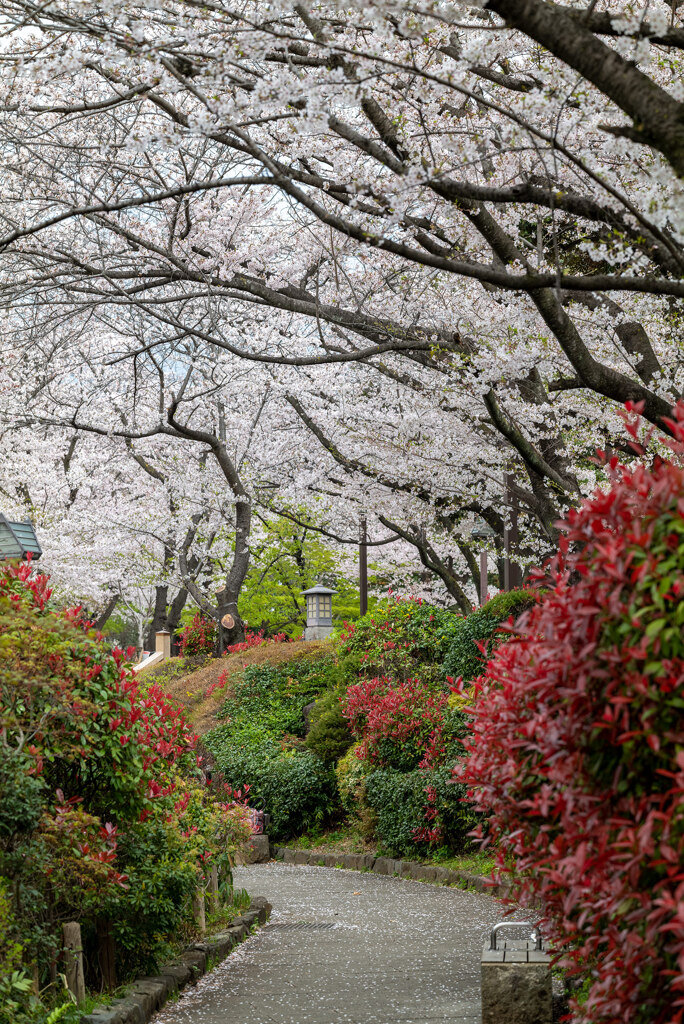 飛鳥山公園にて