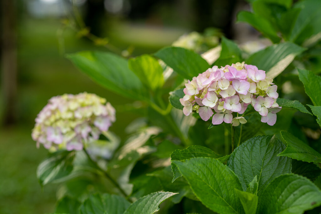 紫陽花