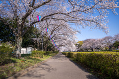 お散歩