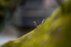 散歩