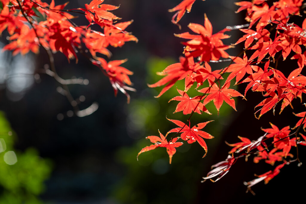 晩秋