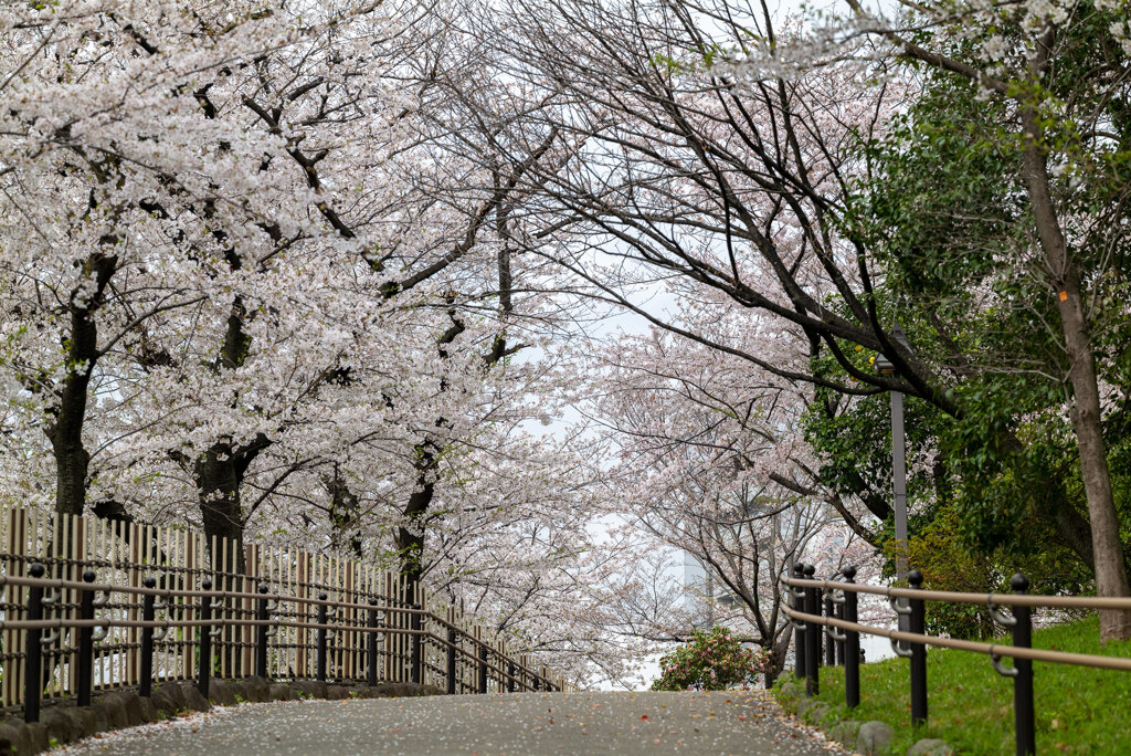 飛鳥山公園にて