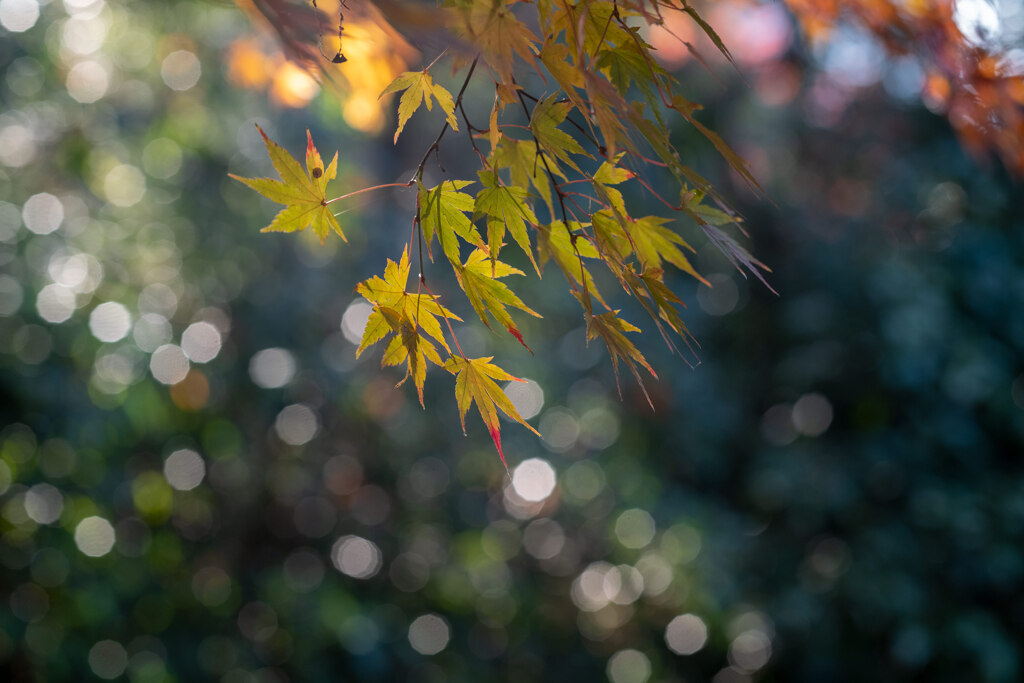 晩秋