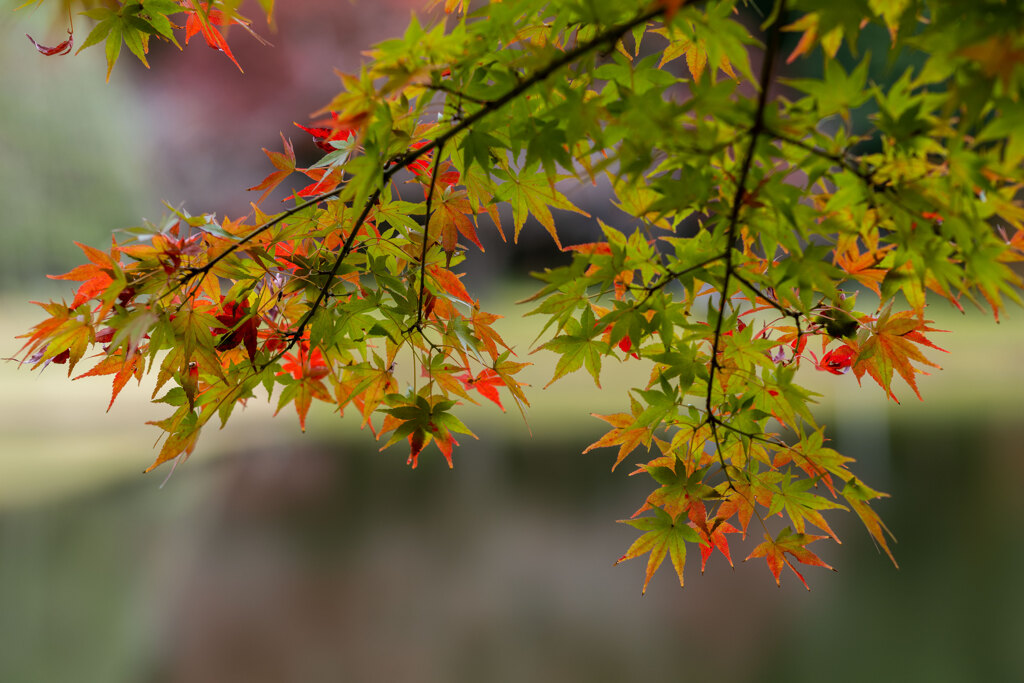 晩秋