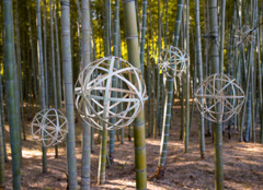 Bamboo forest
