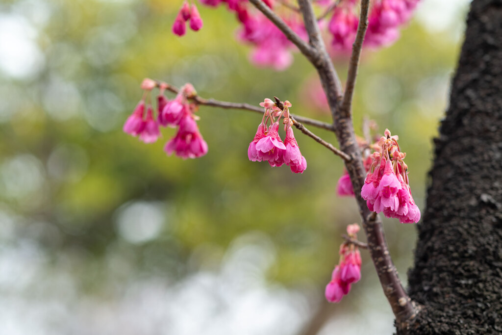 Cherry Blossoms