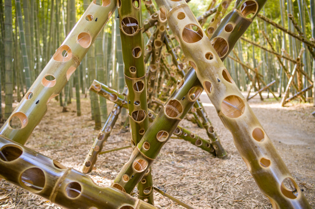 Bamboo forest