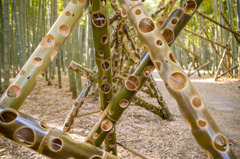 Bamboo forest