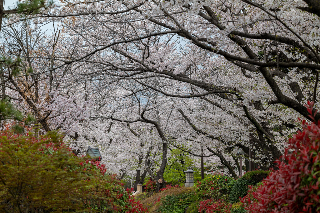 飛鳥山公園にて