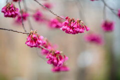 Cherry Blossoms