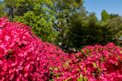 ツツジ