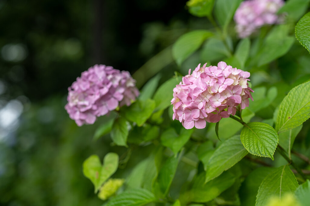 紫陽花