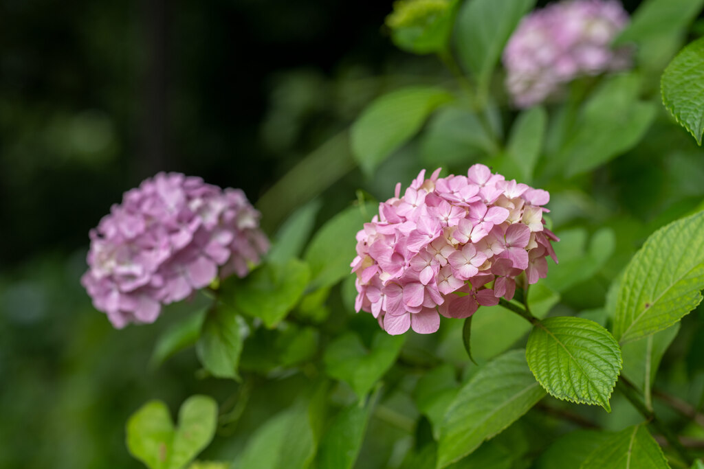 紫陽花
