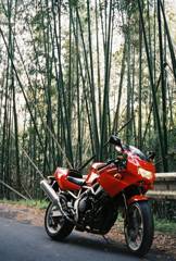 竹林と赤いバイク