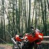 竹林と赤いバイク