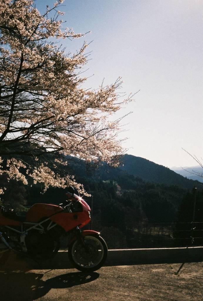 赤いバイクと桜
