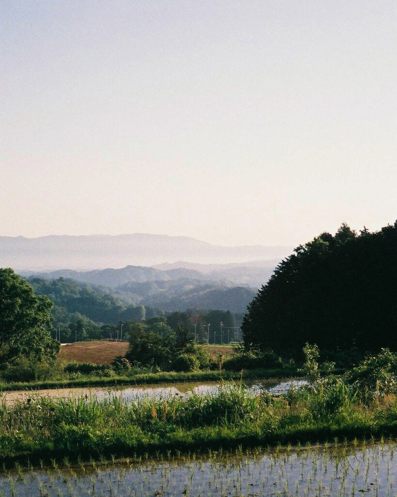 水田