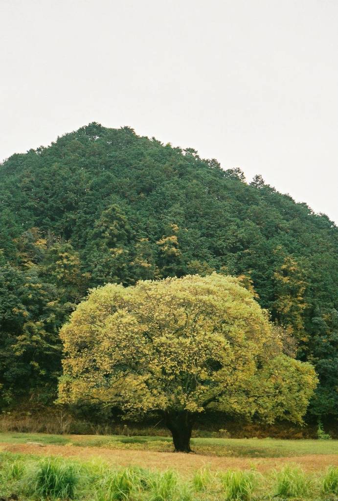 1ヶ月前の景色