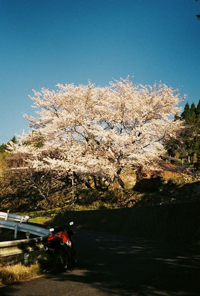 桜咲く