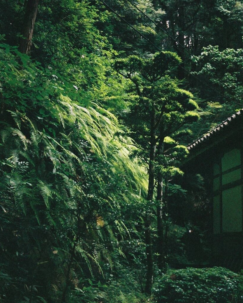 シダの寺