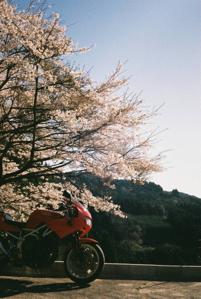 晴れて桜と赤いバイク