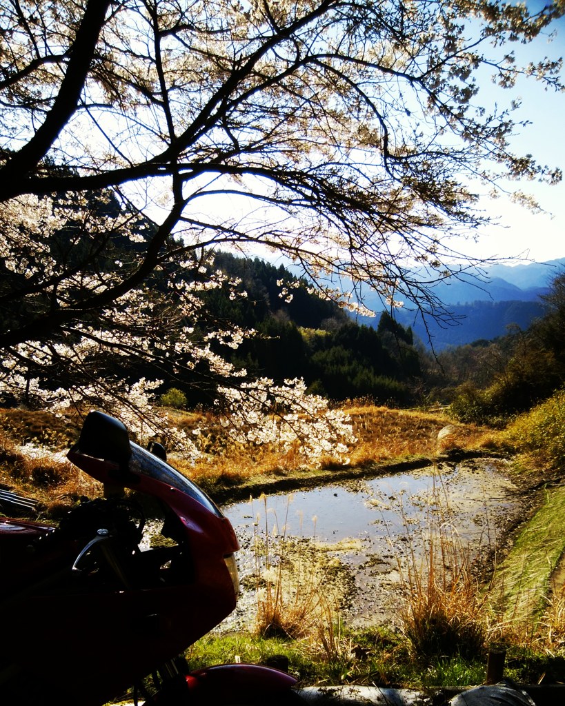 桜の日陰