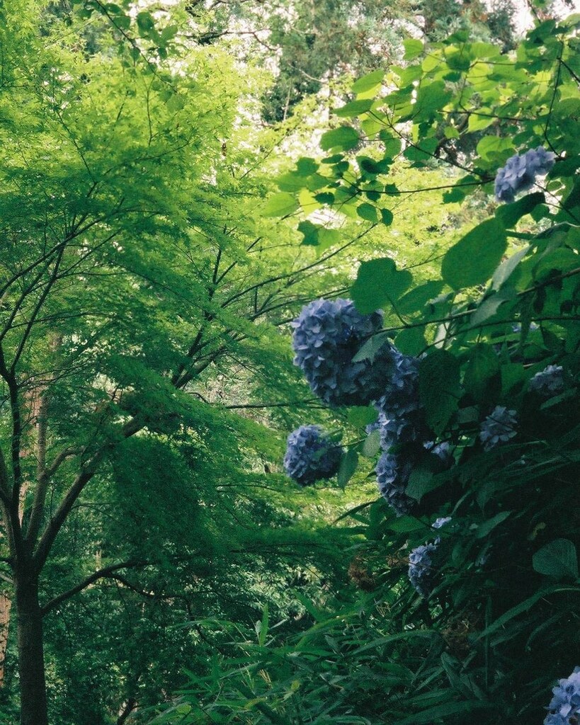 緑優勢