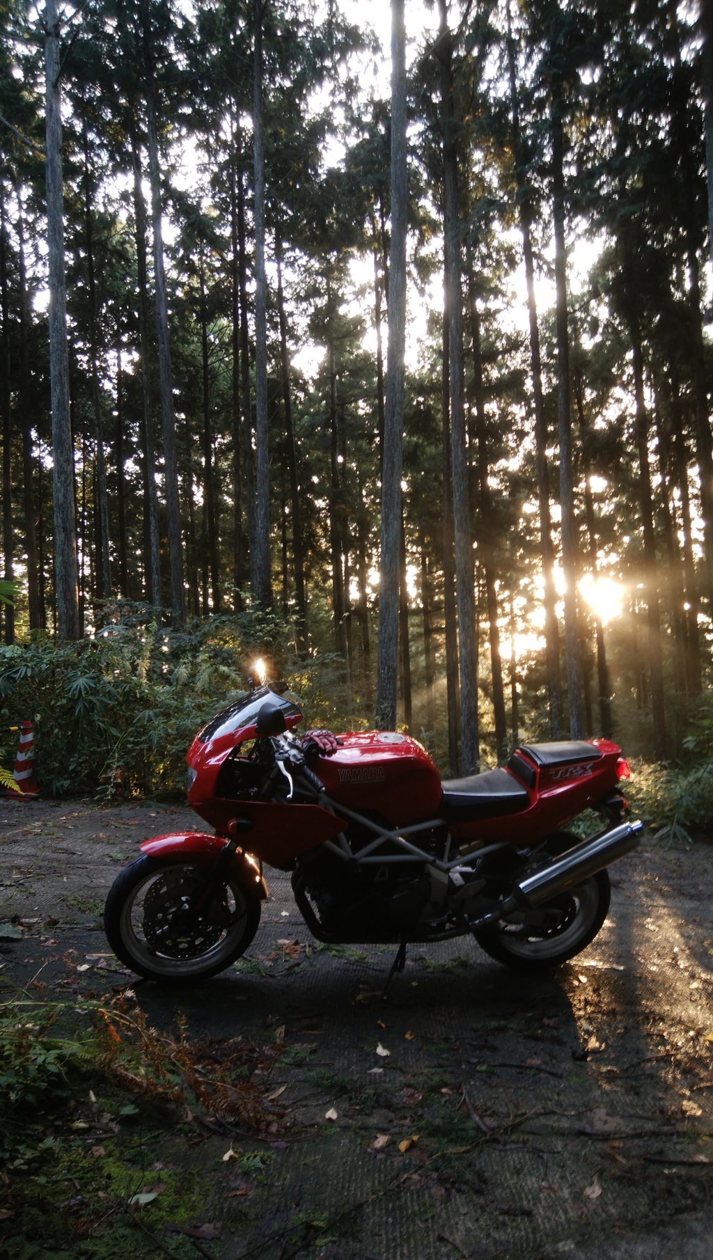 9月の朝の散歩