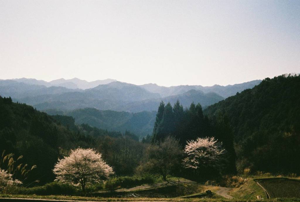 桜の咲いたある日