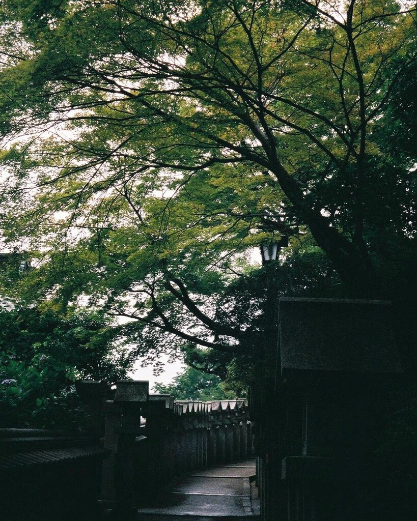 雨上がりの朝