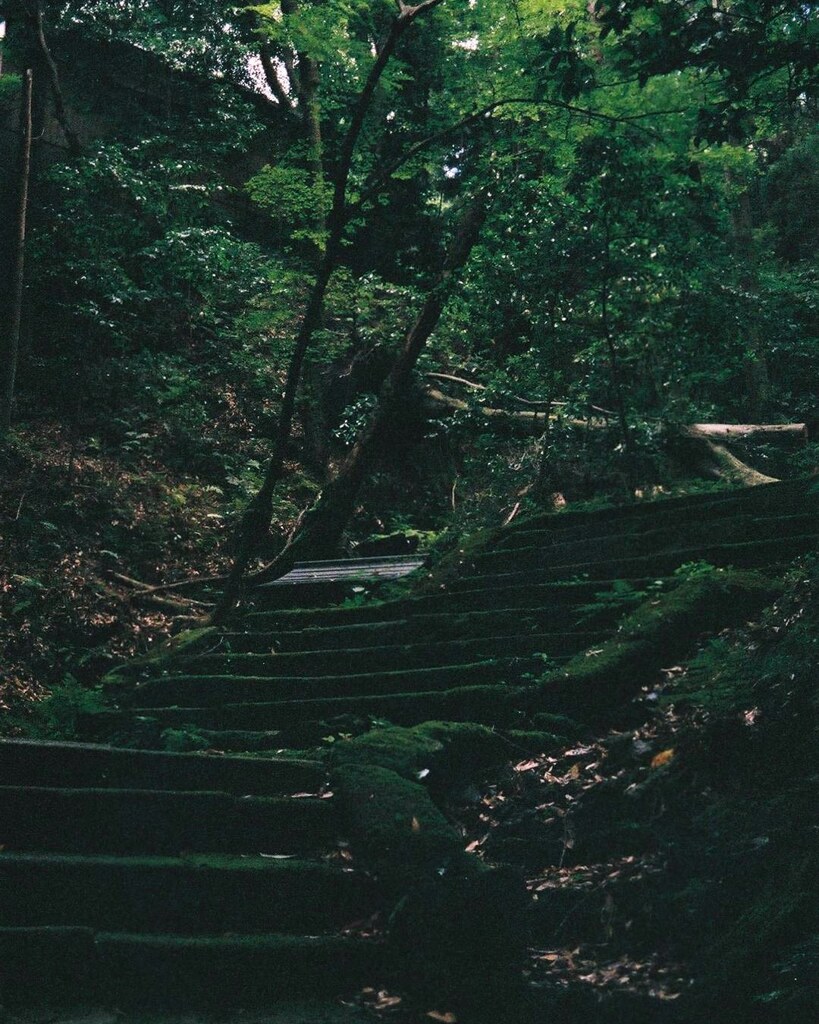 苔道