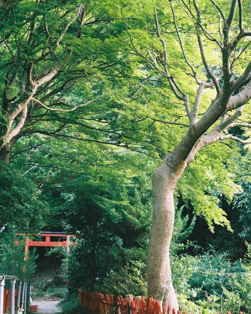 みどりと鳥居