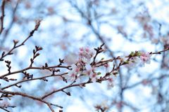 四季桜