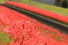 一面の赤