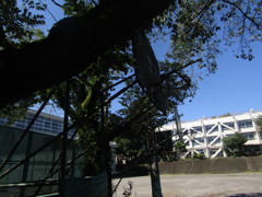 旧板橋区立向原中学校