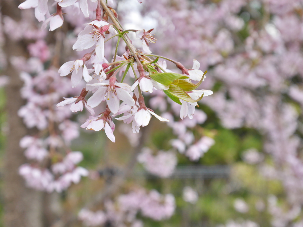 枝垂桜