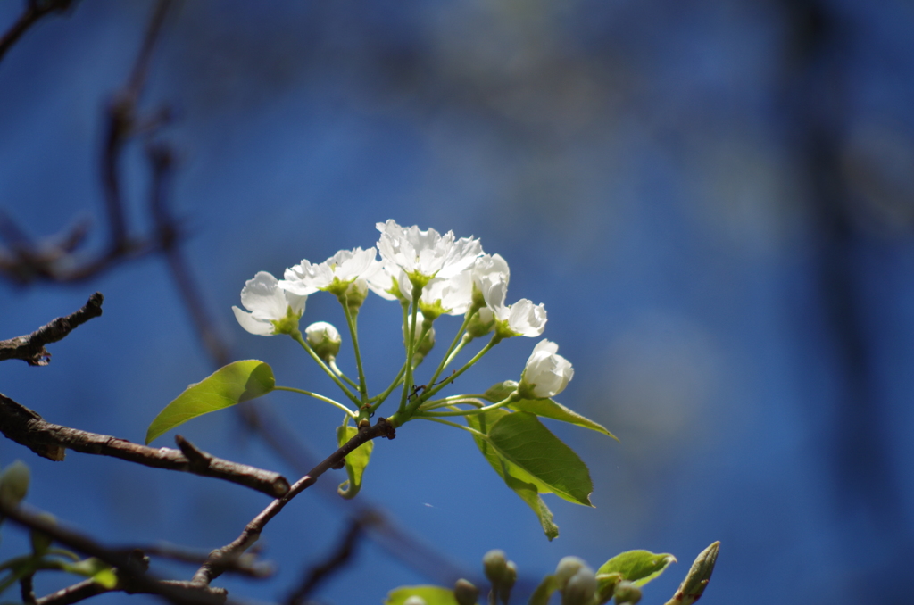 梨の花