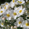 秋の花