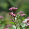 秋の花
