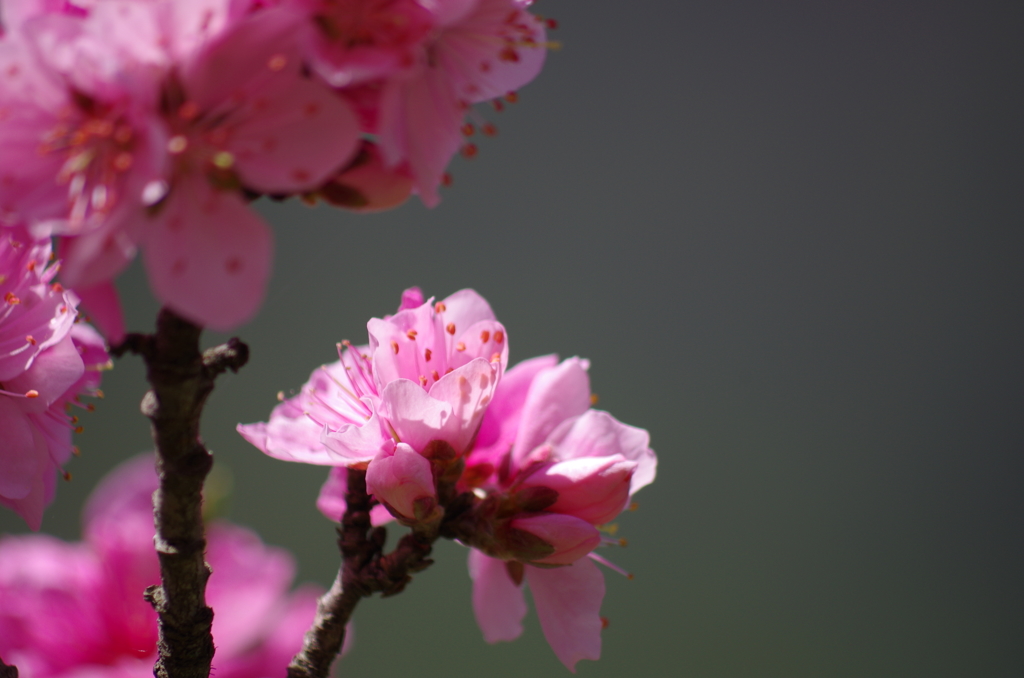 桃の花②