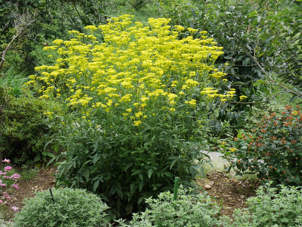 秋の花