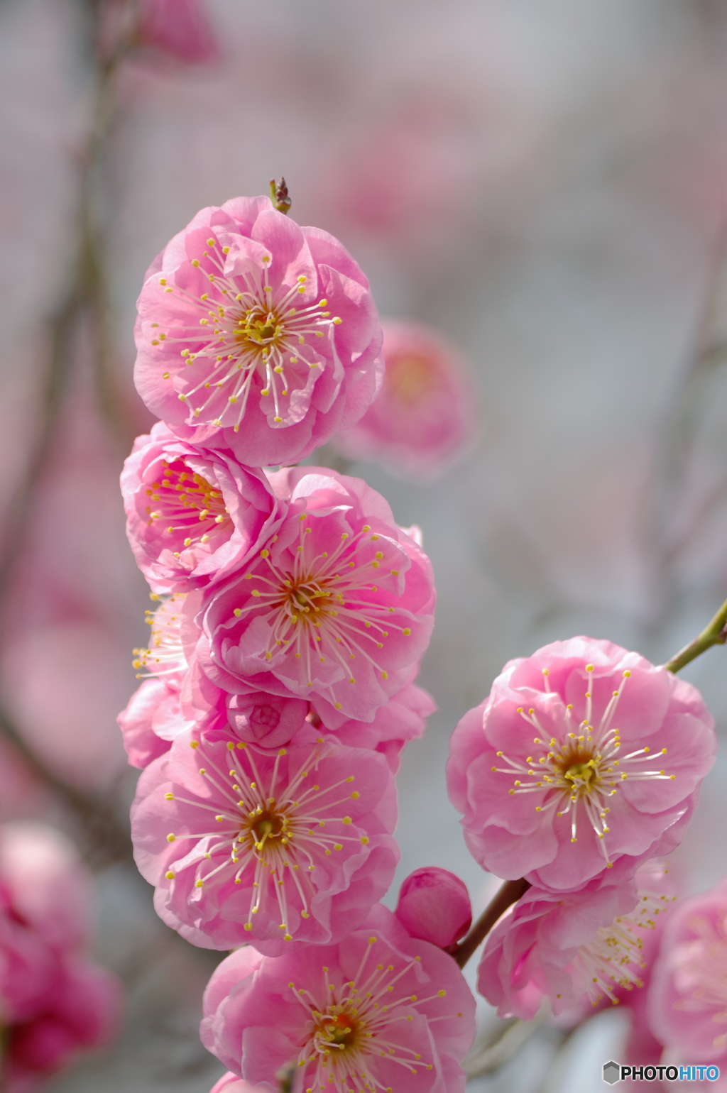 陽梅