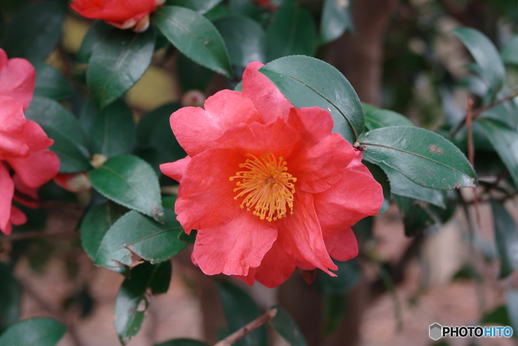 垣根の垣根の曲がり角